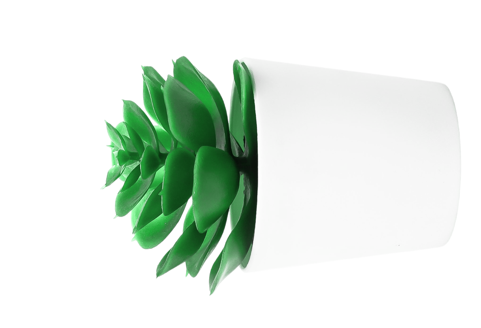 Succulent Plant - Bold Visual
